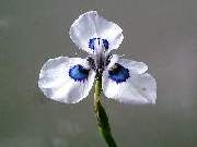 Moraea aristata